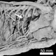Illustration for article titled What did Velociraptor have for dinner? Raptor skeleton discovered with bones in its gut